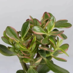 Geldbaum In Keramiktopf Dallas Weiß, Verschiedene Formen, Topf-Ø 12cm, 2er-Set -Garten Sicht Verkäufe 0250103046 Crassula ovata Sorte nach Verfuegbarkeit 6