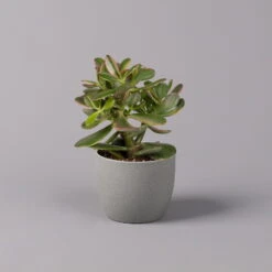 Geldbaum, Verschiedene Formen, Topf-Ø 12 Cm, Höhe Ca. 20 Cm, 3er-Set -Garten Sicht Verkäufe 0250103046 Crassula ovata Sorte nach Verfuegbarkeit 7
