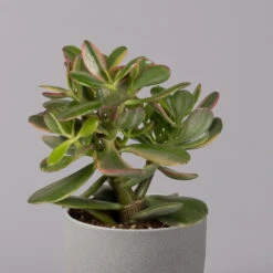 Geldbaum, Verschiedene Formen, Topf-Ø 12 Cm, Höhe Ca. 20 Cm, 3er-Set -Garten Sicht Verkäufe 0250103046 Crassula ovata Sorte nach Verfuegbarkeit 8