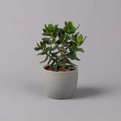 Geldbaum, Verschiedene Formen, Topf-Ø 12 Cm, Höhe Ca. 20 Cm, 3er-Set -Garten Sicht Verkäufe 0250103046 Crassula ovata Sorte nach Verfuegbarkeit 9