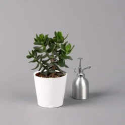 Geldbaum In Keramiktopf Dallas Weiß, Verschiedene Formen, Topf-Ø 12cm, 2er-Set -Garten Sicht Verkäufe 0250103047 Crassula ov Dallas weiss 3er Set 10