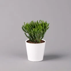 Garten Sicht Verkäufe -Garten Sicht Verkäufe 0250103047 Crassula ov Dallas weiss 3er Set 2