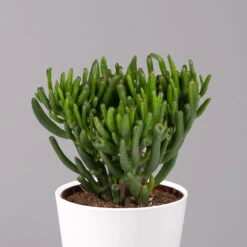 Geldbaum In Keramiktopf Dallas Weiß, Verschiedene Formen, Topf-Ø 12cm, 3er-Set -Garten Sicht Verkäufe 0250103047 Crassula ov Dallas weiss 3er Set 3 1