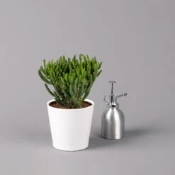 Geldbaum In Keramiktopf Dallas Weiß, Verschiedene Formen, Topf-Ø 12cm, 3er-Set -Garten Sicht Verkäufe 0250103047 Crassula ov Dallas weiss 3er Set 4 1