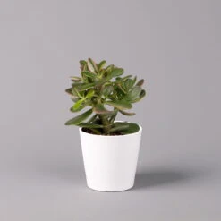 Geldbaum In Keramiktopf Dallas Weiß, Verschiedene Formen, Topf-Ø 12cm, 3er-Set -Garten Sicht Verkäufe 0250103047 Crassula ov Dallas weiss 3er Set 5 1