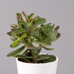 Geldbaum In Keramiktopf Dallas Weiß, Verschiedene Formen, Topf-Ø 12cm, 2er-Set -Garten Sicht Verkäufe 0250103047 Crassula ov Dallas weiss 3er Set 6