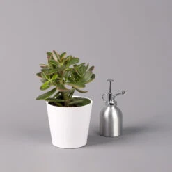 Geldbaum In Keramiktopf Dallas Weiß, Verschiedene Formen, Topf-Ø 12cm, 2er-Set -Garten Sicht Verkäufe 0250103047 Crassula ov Dallas weiss 3er Set 7