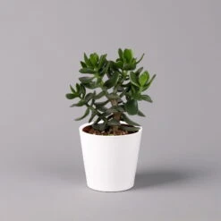 Geldbaum In Keramiktopf Dallas Weiß, Verschiedene Formen, Topf-Ø 12cm, 2er-Set -Garten Sicht Verkäufe 0250103047 Crassula ov Dallas weiss 3er Set 8