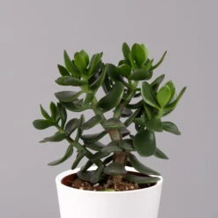 Geldbaum In Keramiktopf Dallas Weiß, Verschiedene Formen, Topf-Ø 12cm, 3er-Set -Garten Sicht Verkäufe 0250103047 Crassula ov Dallas weiss 3er Set 9 1