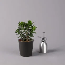 Geldbaum In Keramiktopf Anthrazit, Verschiedene Formen, Topf-Ø 12cm, 3er-Set -Garten Sicht Verkäufe 0250103050 Crassula ov Topf Dallas anthrazit 3er Set 10