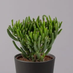 Geldbaum In Keramiktopf Anthrazit, Verschiedene Formen, Topf-Ø 12cm, 3er-Set -Garten Sicht Verkäufe 0250103050 Crassula ov Topf Dallas anthrazit 3er Set 3