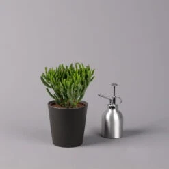 Geldbaum In Keramiktopf Anthrazit, Verschiedene Formen, Topf-Ø 12cm, 3er-Set -Garten Sicht Verkäufe 0250103050 Crassula ov Topf Dallas anthrazit 3er Set 4