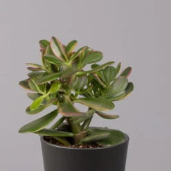Geldbaum In Keramiktopf Anthrazit, Verschiedene Formen, Topf-Ø 12cm, 3er-Set -Garten Sicht Verkäufe 0250103050 Crassula ov Topf Dallas anthrazit 3er Set 6