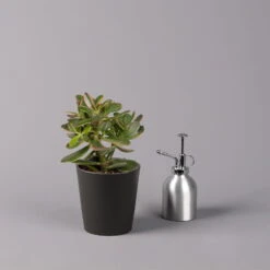 Geldbaum In Keramiktopf Anthrazit, Verschiedene Formen, Topf-Ø 12cm, 3er-Set -Garten Sicht Verkäufe 0250103050 Crassula ov Topf Dallas anthrazit 3er Set 7