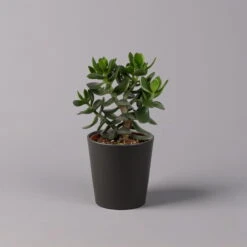 Geldbaum In Keramiktopf Anthrazit, Verschiedene Formen, Topf-Ø 12cm, 3er-Set -Garten Sicht Verkäufe 0250103050 Crassula ov Topf Dallas anthrazit 3er Set 8