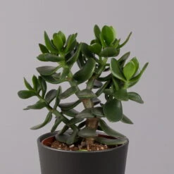 Geldbaum In Keramiktopf Anthrazit, Verschiedene Formen, Topf-Ø 12cm, 3er-Set -Garten Sicht Verkäufe 0250103050 Crassula ov Topf Dallas anthrazit 3er Set 9