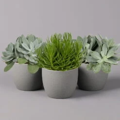 Senecio, Verschiedene Arten Nach Verfügbarkeit, Topf-Ø 12 Cm, 3er-Set