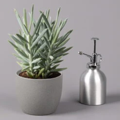 Senecio 'Aquarine® Mount Everest', Topf-Ø 12 Cm, Höhe Ca. 25 Cm, 3er-Set 9 Senecio 'Aquarine® Mount Everest', Topf-Ø 12 Cm, Höhe Ca. 25 Cm, 3er-Set -Garten Sicht Verkäufe 0250103304 Curio ficoides Mount Everest 12cm 3er Set 3 115563