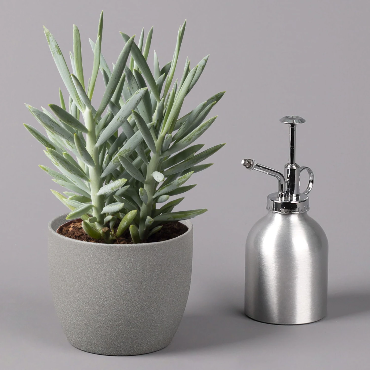 Senecio 'Aquarine® Mount Everest', Topf-Ø 12 Cm, Höhe Ca. 25 Cm, 3er-Set 4 Senecio 'Aquarine® Mount Everest', Topf-Ø 12 Cm, Höhe Ca. 25 Cm, 3er-Set – Bild 4