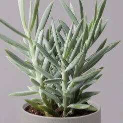 Senecio 'Aquarine® Mount Everest', Topf-Ø 12 Cm, Höhe Ca. 25 Cm, 3er-Set 8 Senecio 'Aquarine® Mount Everest', Topf-Ø 12 Cm, Höhe Ca. 25 Cm, 3er-Set -Garten Sicht Verkäufe 0250103304 Curio ficoides Mount Everest 12cm 3er Set 4 115562
