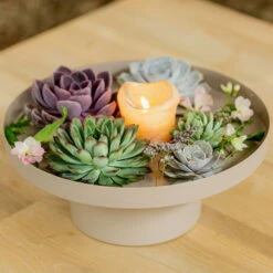 Schnittecheverien-Mix, Ø 12 Cm, 4er-Set -Garten Sicht Verkäufe 0250103364 Echeveria Mix 7 10cm in DIY Box 4 117171 2