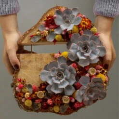 Schnittecheverien-Mix, Ø 16 Cm, 2er-Set -Garten Sicht Verkäufe 0250103364 Echeveria Mix 7 10cm in DIY Box 6 117174 5