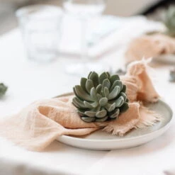 Schnittecheverien-Mix, Ø 12 Cm, 4er-Set -Garten Sicht Verkäufe 0250103364 Echeveria Mix 7 10cm in DIY Box 7 117173 2