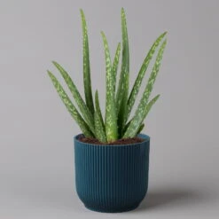 Aloe Vera In Übertopf Vibes Blau, Topf-Ø 12 Cm, Höhe Ca. 35 Cm, 2er-Set -Garten Sicht Verkäufe 0250103385 Aloe vera in uebertopf blau 2er Set Elho Vibes 1 124892