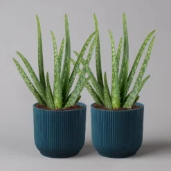 Aloe Vera In Übertopf Vibes Blau, Topf-Ø 12 Cm, Höhe Ca. 35 Cm, 2er-Set