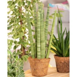 Bogenhanf 'Straight', Topf-Ø 21 Cm, Höhe Ca. 70 Cm -Garten Sicht Verkäufe 0250200009 Sansevieria cylindrica Spaghetti