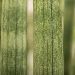 Bogenhanf 'Straight', Topf-Ø 21 Cm, Höhe Ca. 70 Cm -Garten Sicht Verkäufe 0250200009 Sansevieria cylindrica Spaghetti1