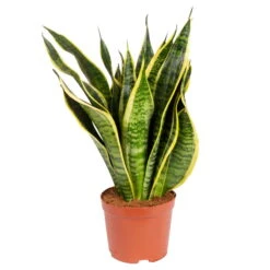 Bogenhanf 'Futura Superba', Topf-Ø 14 Cm, Höhe Ca. 45 Cm -Garten Sicht Verkäufe 0250200142 Sansevieria Superba 14 cm Topf Hoehe 45 cm