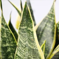 Bogenhanf 'Futura Superba', Topf-Ø 14 Cm, Höhe Ca. 45 Cm -Garten Sicht Verkäufe 0250200142 Sansevieria Superba