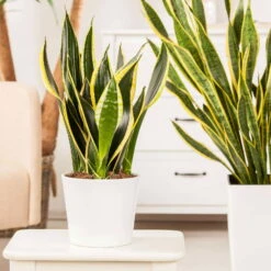 Bogenhanf 'Futura Superba', Topf-Ø 14 Cm, Höhe Ca. 45 Cm -Garten Sicht Verkäufe 0250200142 Sansevieria Superba1