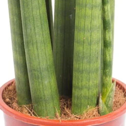 Bogenhanf 'Straight', Topf-Ø 14 Cm, Höhe Ca. 50 Cm -Garten Sicht Verkäufe 0250200242 Sansevieria Cylindrica Straight 14cm T H 50cm 1