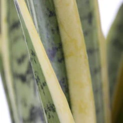 Bogenhanf, Topf-Ø 21 Cm, Höhe Ca. 80 Cm -Garten Sicht Verkäufe 0250200546 Sansevieria Trifasciata Laurentii