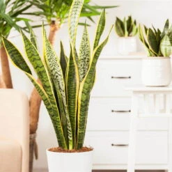 Bogenhanf, Topf-Ø 21 Cm, Höhe Ca. 80 Cm -Garten Sicht Verkäufe 0250200546 Sansevieria Trifasciata Laurentii3