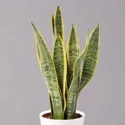 Bogenhanf In Keramiktopf Dallas Weiß, Topf-Ø 12 Cm, Höhe Ca. 35-45cm, 2er-Set -Garten Sicht Verkäufe 0250200713 Sansev Laurentii Dallas weiss 2 1