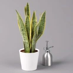 Bogenhanf In Keramiktopf Dallas Weiß, Topf-Ø 12 Cm, Höhe Ca. 35-45cm, 2er-Set -Garten Sicht Verkäufe 0250200713 Sansev Laurentii Dallas weiss 3 1