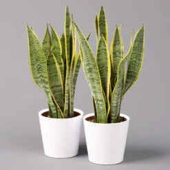 Bogenhanf In Keramiktopf Dallas Weiß, Topf-Ø 12 Cm, Höhe Ca. 35-45cm, 2er-Set