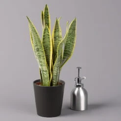 Bogenhanf In Keramiktopf Anthrazit, Topf-Ø 12 Cm, Höhe Ca. 35-45 Cm, 3er-Set -Garten Sicht Verkäufe 0250200718 Sansev Laurentii Dallas anthrazit 3