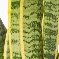 Bogenhanf In Keramiktopf Dallas Anthrazit, Topf-Ø 12 Cm, 2er-Set -Garten Sicht Verkäufe 0250200718 Sansev Laurentii Dallas anthrazit 4 1