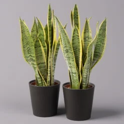 Bogenhanf In Keramiktopf Dallas Anthrazit, Topf-Ø 12 Cm, 2er-Set