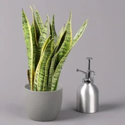 Bogenhanf, Topf-Ø 12 Cm, Höhe Ca. 35-45cm, 3er-Set -Garten Sicht Verkäufe 0250200720 Sansevieria trifasciata Laurentii T12 3er Set 4