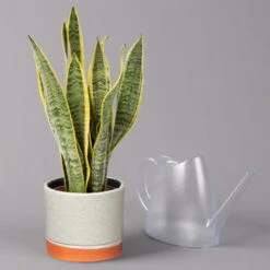 Bogenhanf In Keramiktopf Lauren Grün, Topf-Ø 12 Cm, Höhe Ca. 45 Cm -Garten Sicht Verkäufe 0250200784 Sansevieria mit Uebertopf Lauren gruen 3