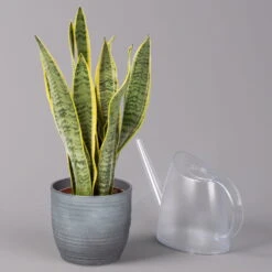 Bogenhanf In Keramiktopf Bergamo Grau, Topf-Ø 12 Cm, Höhe Ca. 45 Cm -Garten Sicht Verkäufe 0250200787 Sansevieria mit Uebertopf Bergamo grau 3