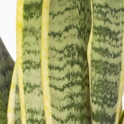 Bogenhanf In Keramiktopf Bergamo Grau, Topf-Ø 12 Cm, Höhe Ca. 45 Cm -Garten Sicht Verkäufe 0250200787 Sansevieria mit Uebertopf Bergamo grau 4