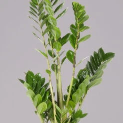 Glücksfeder, Topf-Ø 17 Cm, Höhe Ca. 55-75 Cm -Garten Sicht Verkäufe 0250300040 Zamioculcas 17 cm T H 50 cm3 117756