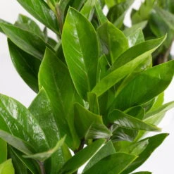 Glücksfeder Inkl. Übertopf 'Dallas' Weiß, Topf 12 Cm Ø -Garten Sicht Verkäufe 0250300105 Zamioculcas zamiifolia mit Keramiktopf Dallas 1er Set 3