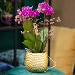 Phalaenopsis, Lilatöne, 2 Rispen, Topf-Ø 9 Cm, Höhe Ca. 30 Cm